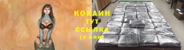 сатива Новокубанск